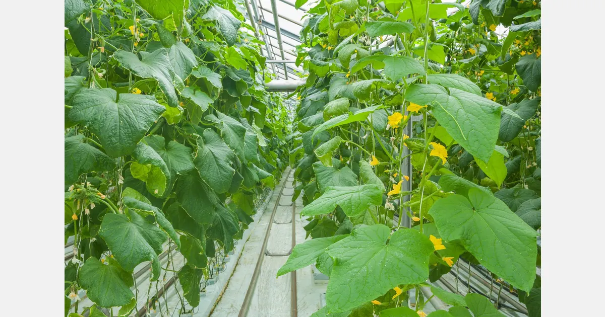 AI employed to grade lentils before shipment