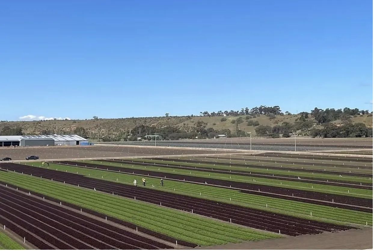 Cutting-edge AI plant disease detection set to transform the global food chain