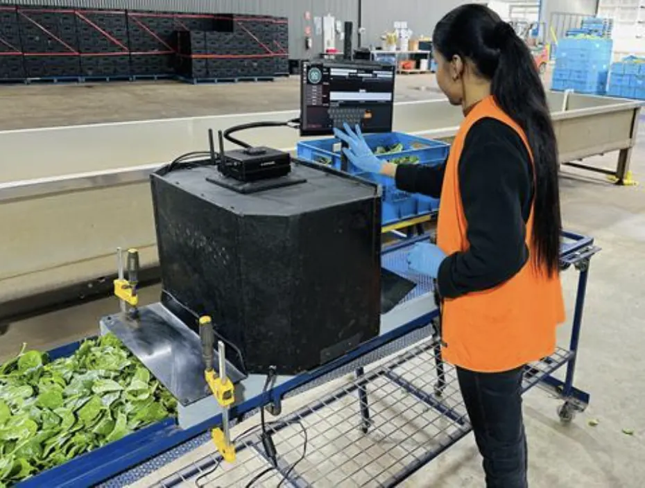 Boratto Farms leverages AI for leafy green quality assessment with GoMicro