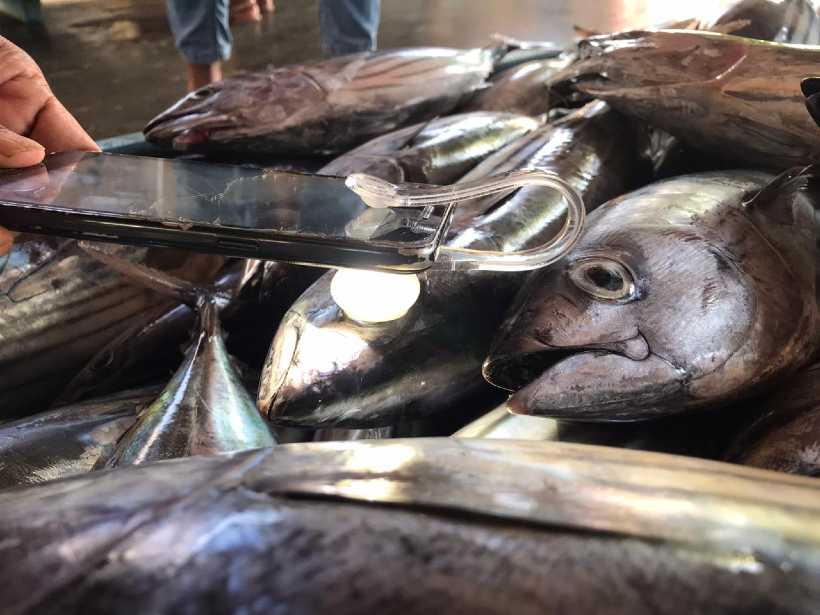 Contract to assess tuna quality with AI