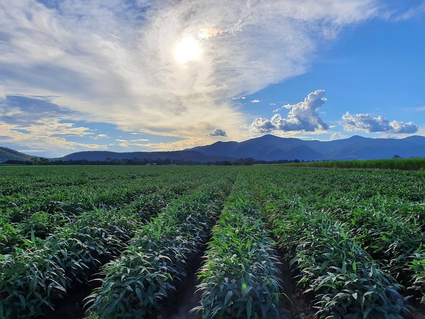 AI grain assessment sows seeds for better returns