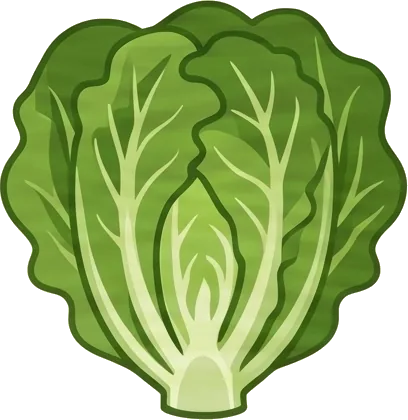 Lettuce